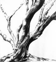 Acer - Centre image Charcoal on Paper